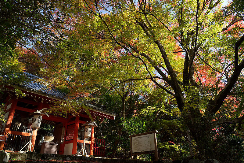 2018京都の紅葉・洛西 金蔵寺 其の一_f0032011_20563559.jpg