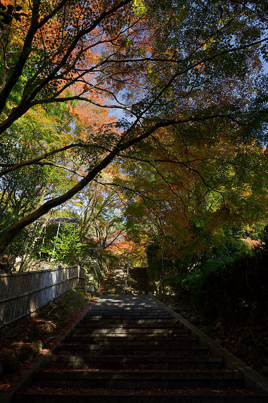 2018京都の紅葉・洛西 金蔵寺 其の一_f0032011_20563565.jpg