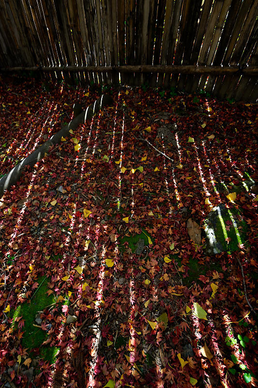 2018京都の紅葉・洛西 金蔵寺 其の一_f0032011_20563626.jpg