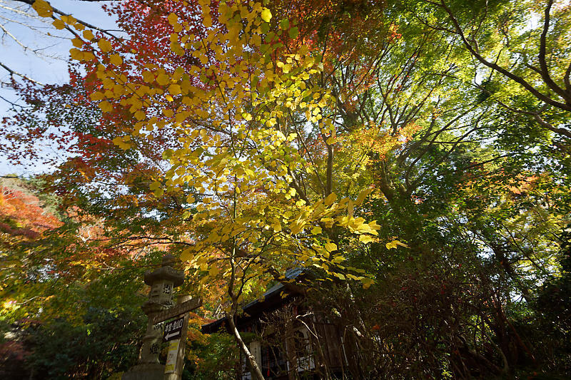 2018京都の紅葉・洛西 金蔵寺 其の一_f0032011_20563642.jpg