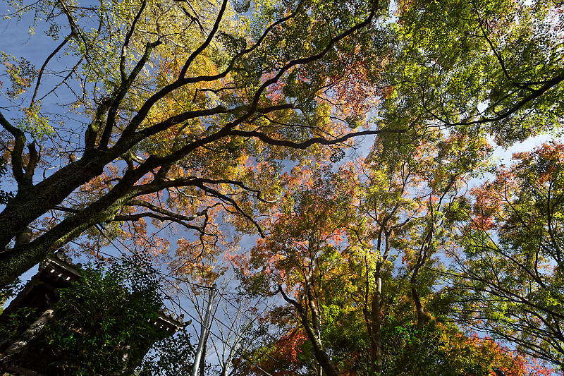 2018京都の紅葉・洛西 金蔵寺 其の一_f0032011_20563655.jpg