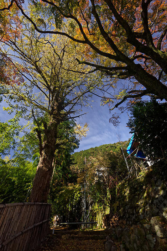 2018京都の紅葉・洛西 金蔵寺 其の一_f0032011_20563676.jpg