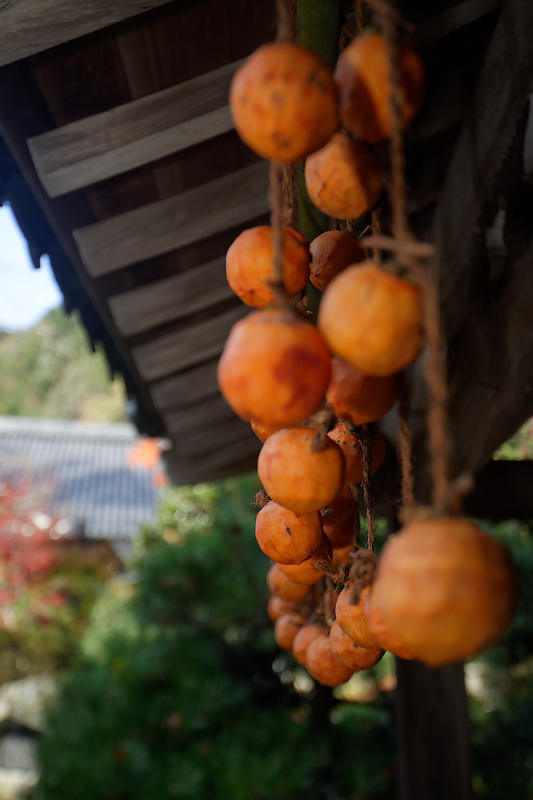 2018京都の紅葉・洛西 金蔵寺 其の一_f0032011_21033013.jpg