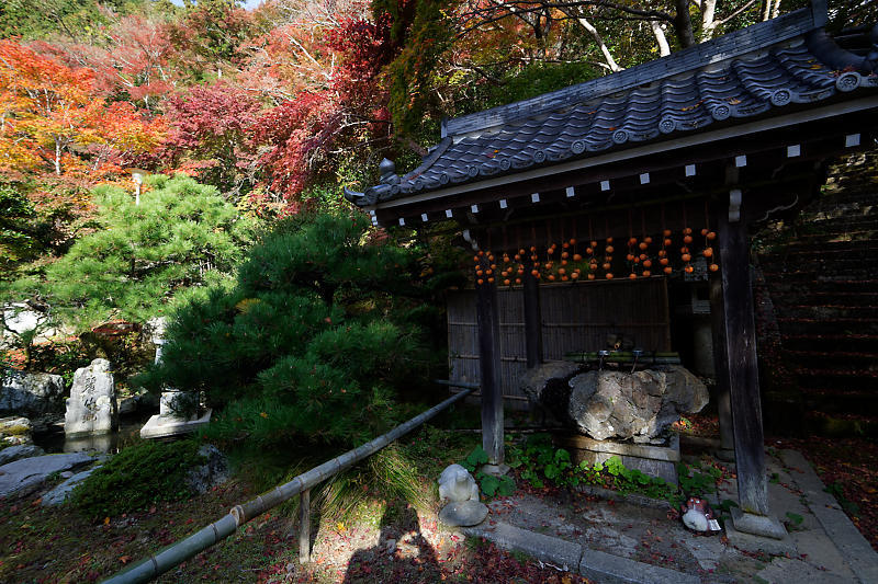 2018京都の紅葉・洛西 金蔵寺 其の一_f0032011_21033116.jpg