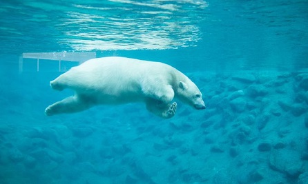 エストニア・タリン動物園のアロンが満二歳となる ~ 父親のノルトの17歳の誕生日と同時開催の誕生会_a0151913_137628.jpg