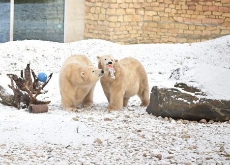 エストニア・タリン動物園のアロンが満二歳となる ~ 父親のノルトの17歳の誕生日と同時開催の誕生会_a0151913_303695.jpg