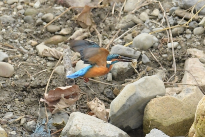 河口でカキジロ撮ったド～_f0133213_18235861.jpg