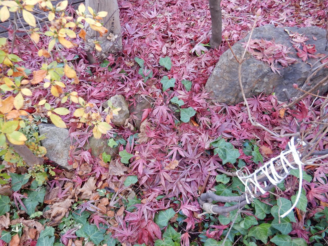 明日は今期最後の「枝・葉・草」の回収日_c0025115_14144899.jpg