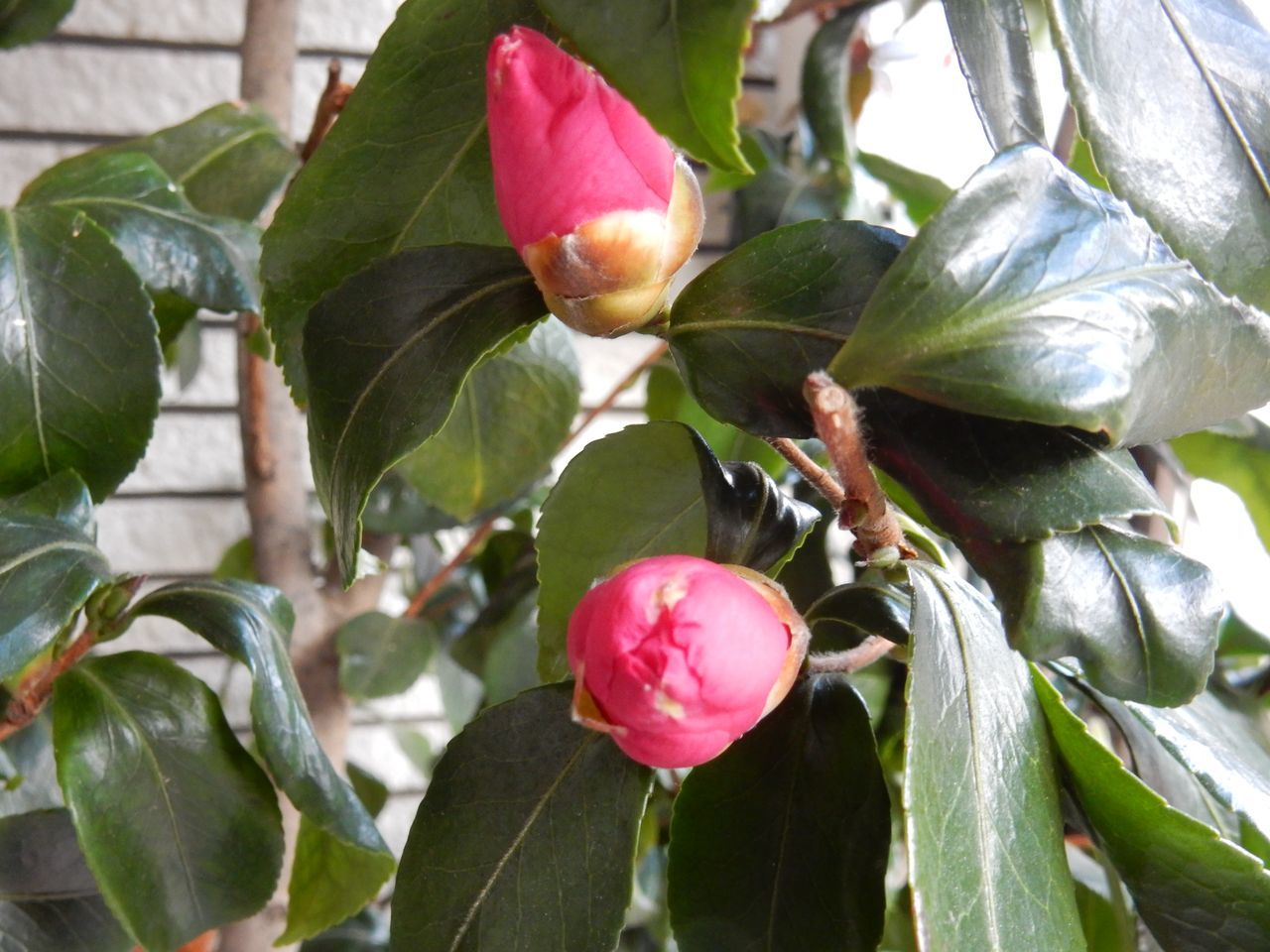 11月27日のtwitter_c0025115_14241213.jpg