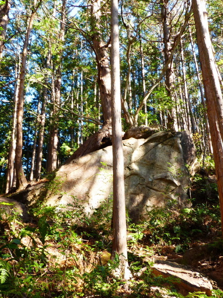 熊野古道を歩く　馬越峠・天狗倉山(522M)  　登頂 編_d0170615_22590162.jpg