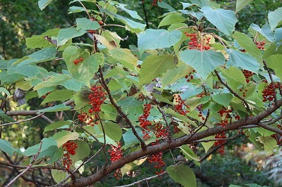 e0373815_14294072.jpg