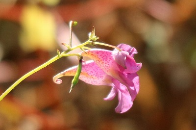 e0373815_14301254.jpg