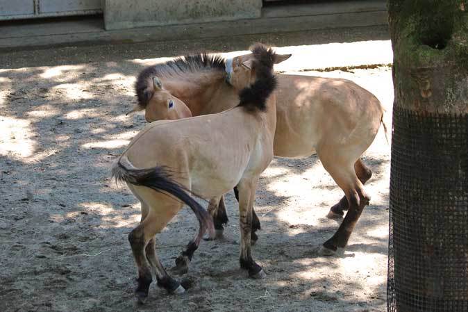 モウコノウマ「ハーン＆ルーカス」（多摩動物公園）_b0355317_21564103.jpg