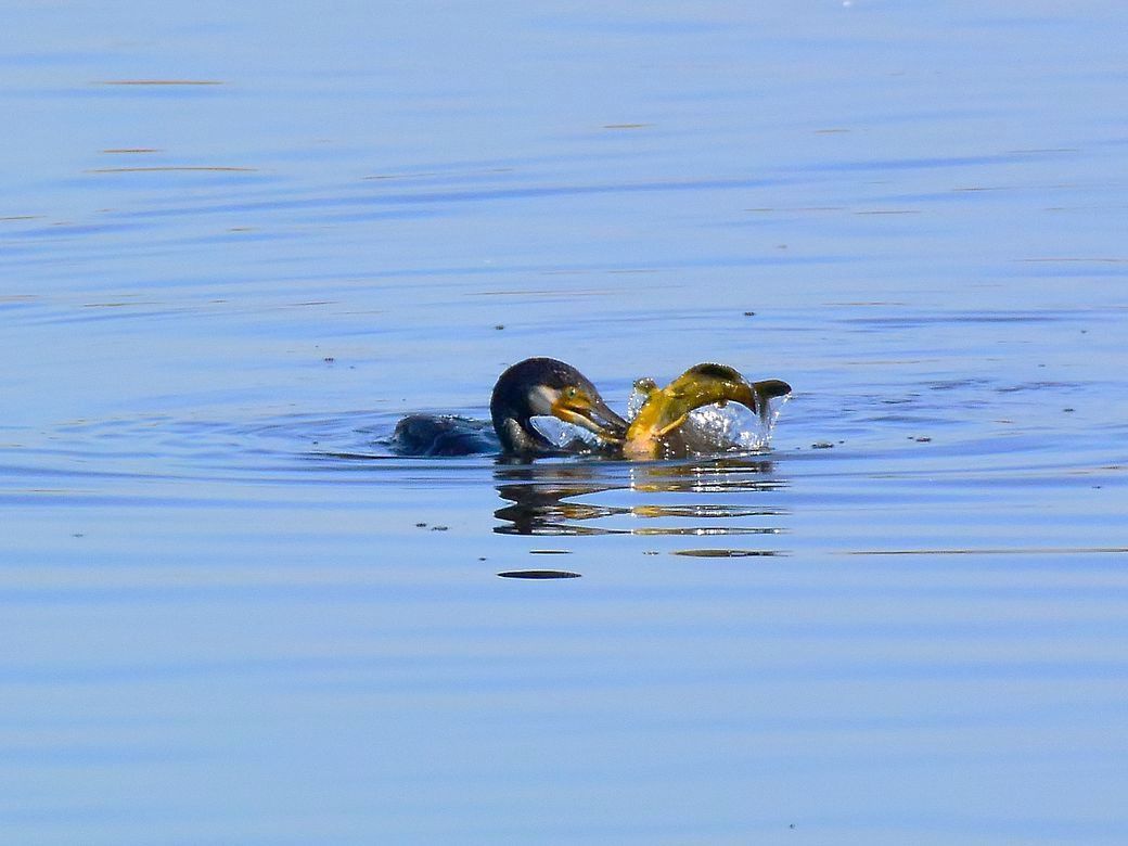 多々良沼 鳥 ニュース 18 11 24分 カワウ 鯰を喰らう 私のデジタル写真眼