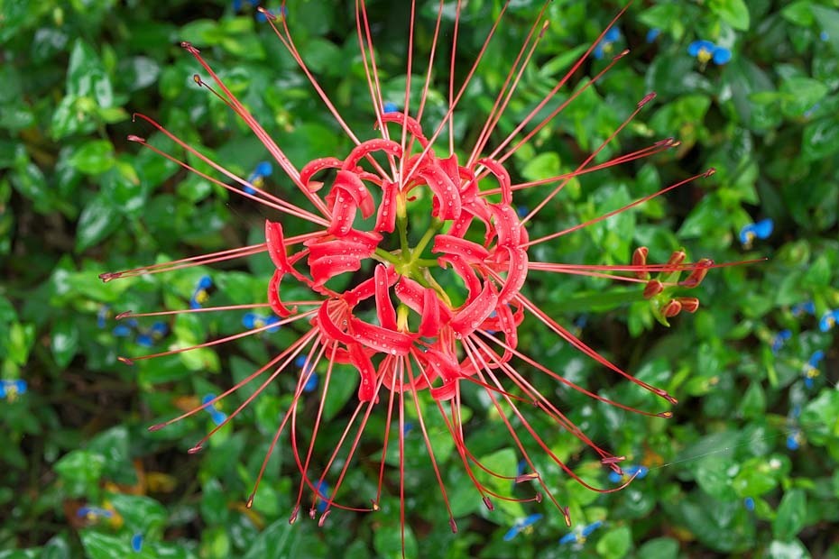 【ブログテーマ】色とりどりの紅葉&お気に入り秋ショット2018!(花・植物編)_f0357923_18295204.jpg
