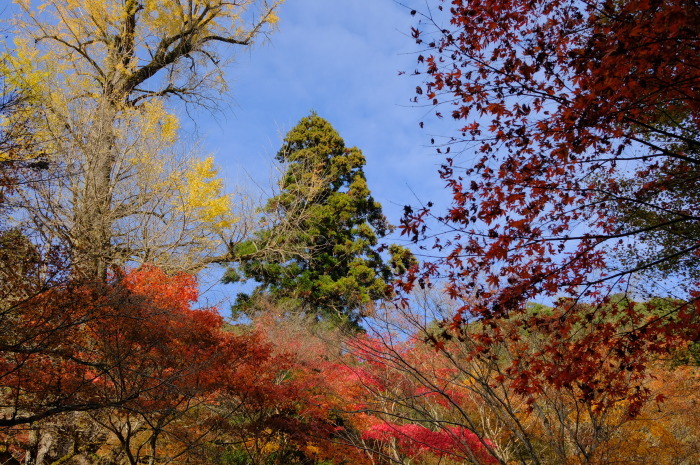  ”2018 紅葉②～瀧塔山 龍蔵寺...11/27tue\"_d0153941_18121728.jpg