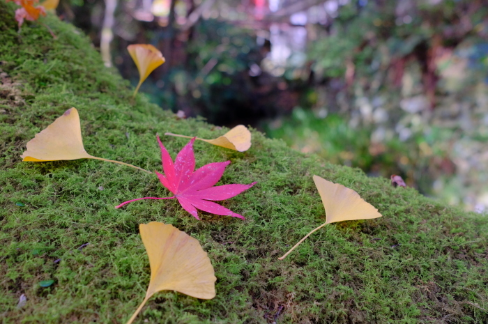  ”2018 紅葉②～瀧塔山 龍蔵寺...11/27tue\"_d0153941_18125625.jpg