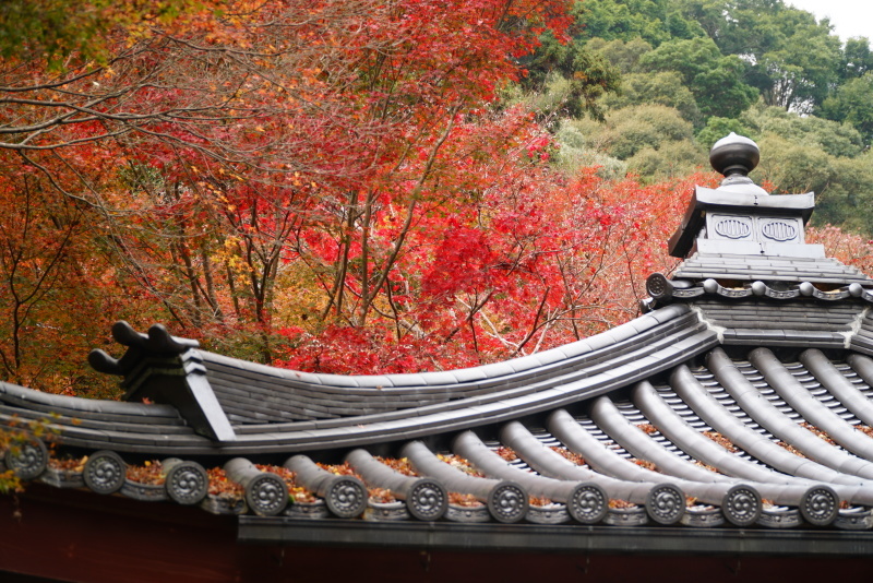 秋の龍蔵寺　そのⅡ_c0306845_07510363.jpg