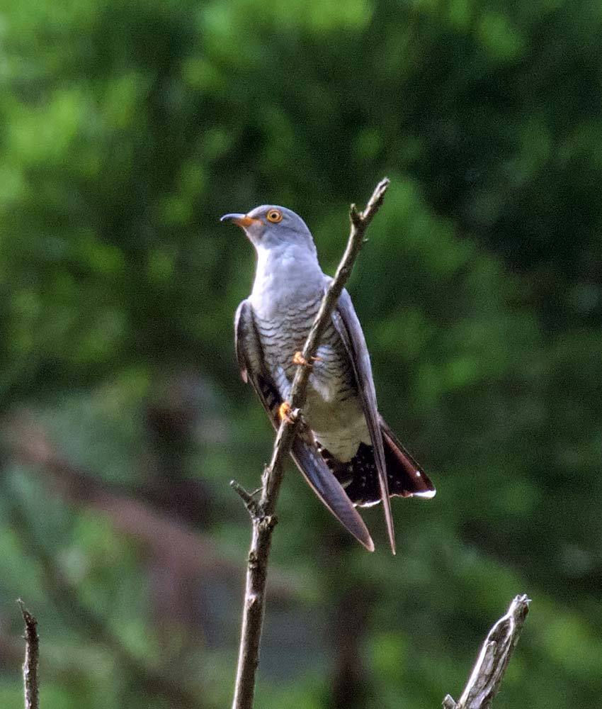 鳥 回想㊴）九州山地の野鳥2＝熊本県と県境を含む_d0238245_15251420.jpg