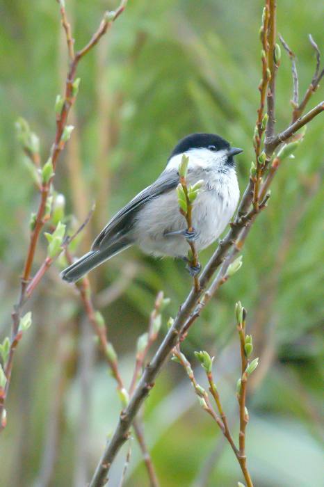 鳥 回想㊴）九州山地の野鳥2＝熊本県と県境を含む_d0238245_15280883.jpg