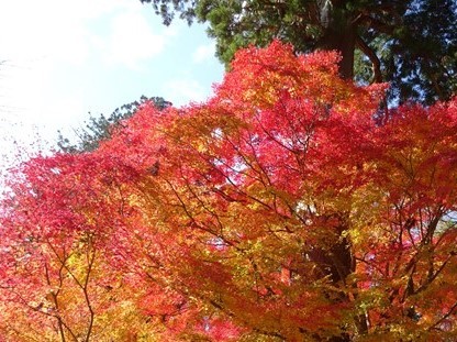 談山神社_f0089748_21365519.jpg