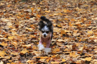 c0145250_11241401.gif