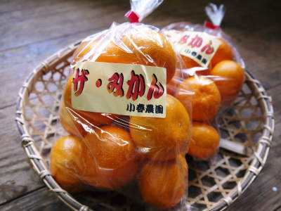 ザ・みかん 晩生(おくて)みかん「金峰」「青島」大好評発売中!ただし2Lサイズは大好評に付早くも完売!_a0254656_18024502.jpg
