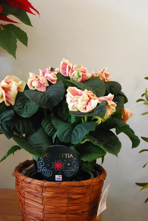 続々と花鉢が入荷します。今日はポインセチア!_a0201358_22204480.jpg