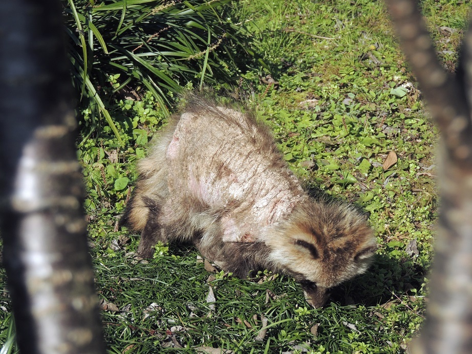 疥癬症にかかったタヌキがウロウロ 大朝 水のふる里から