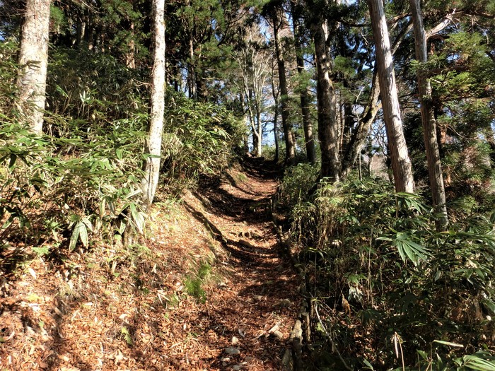 No496晩秋の岡山若杉原生林から峰越峠へ_b0185573_10493123.jpg