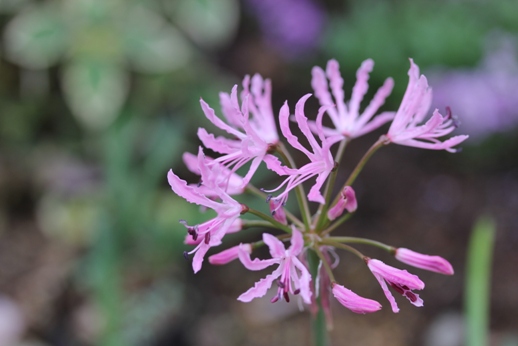 朝撮りの花_b0214473_10445520.jpg