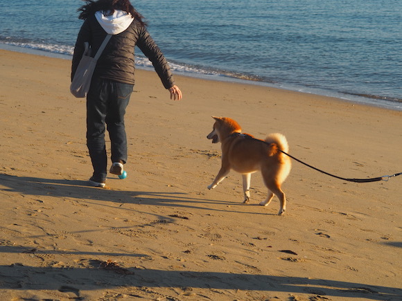 こっちゃん海を渡る　〜２０１８　晩秋〜　豊島→直島編_a0232774_11090290.jpg