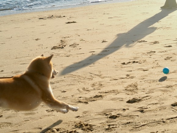 こっちゃん海を渡る　〜２０１８　晩秋〜　豊島→直島編_a0232774_11124112.jpg