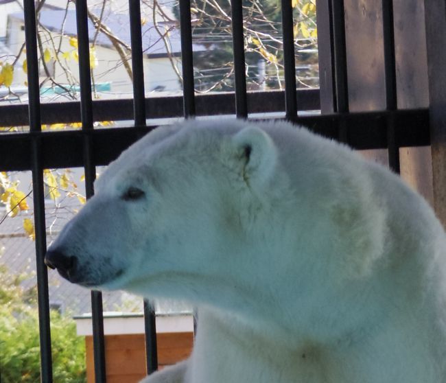 ホッキョクグマの本いろいろ : 黄金絹毛鼠(コガネキヌゲネズミ)