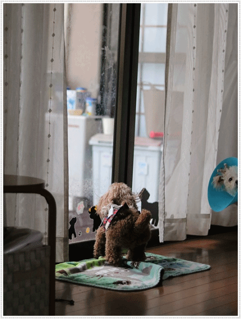 パパさんが帰って来たよ~と、さくら歓喜のジャンプ(ノ ∀`*)σプププwww_b0175688_20003510.gif