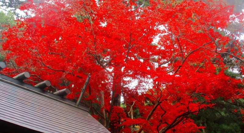 再び　清里区菅原神社紅葉_b0163804_21464300.jpg