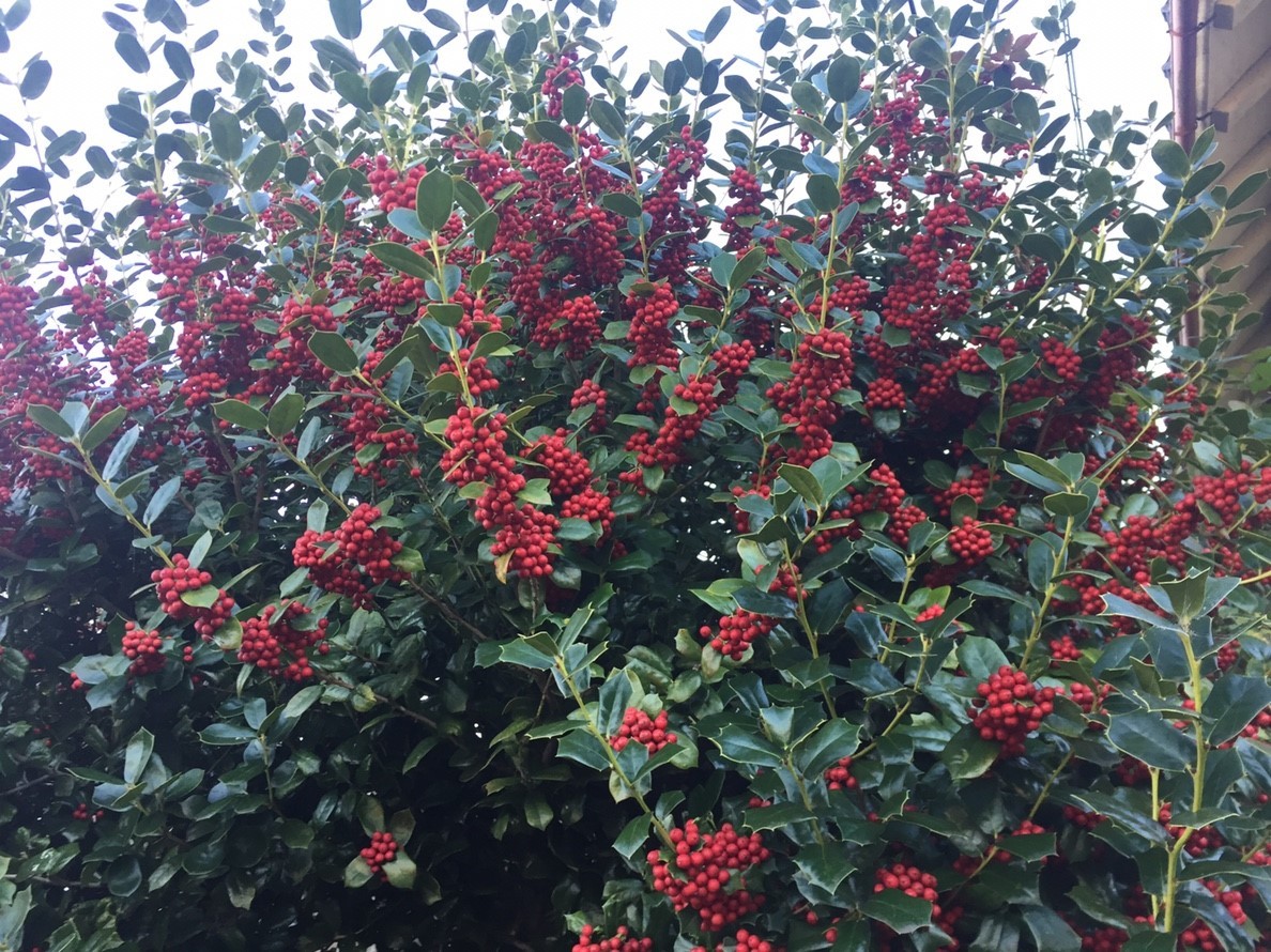 2018 Autumn 2_e0115904_17403042.jpg