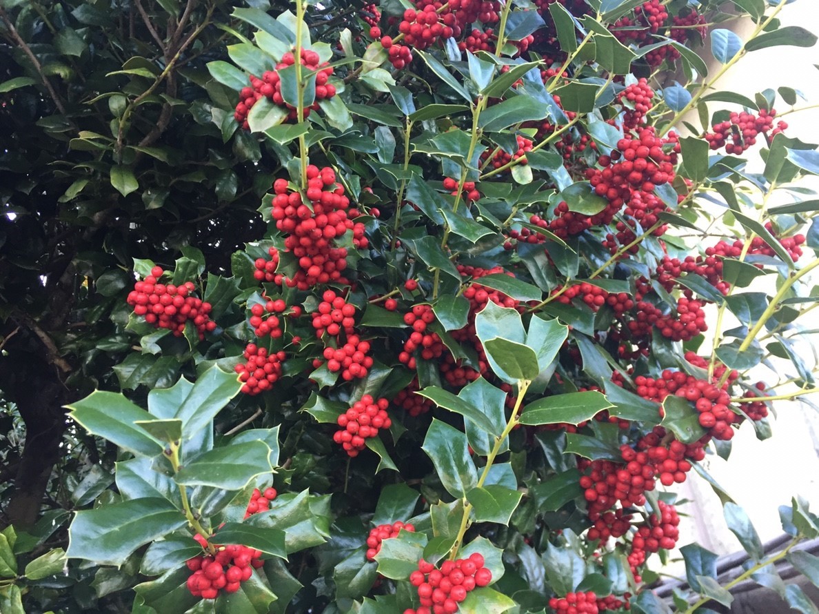 2018 Autumn 2_e0115904_17403960.jpg