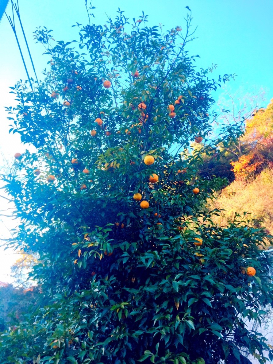 2018 Autumn 2_e0115904_17414911.jpg