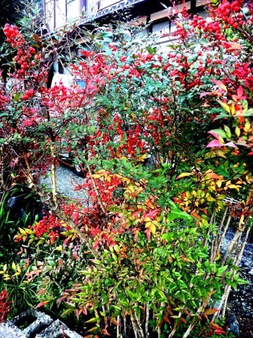 2018 Autumn 2_e0115904_17421235.jpg