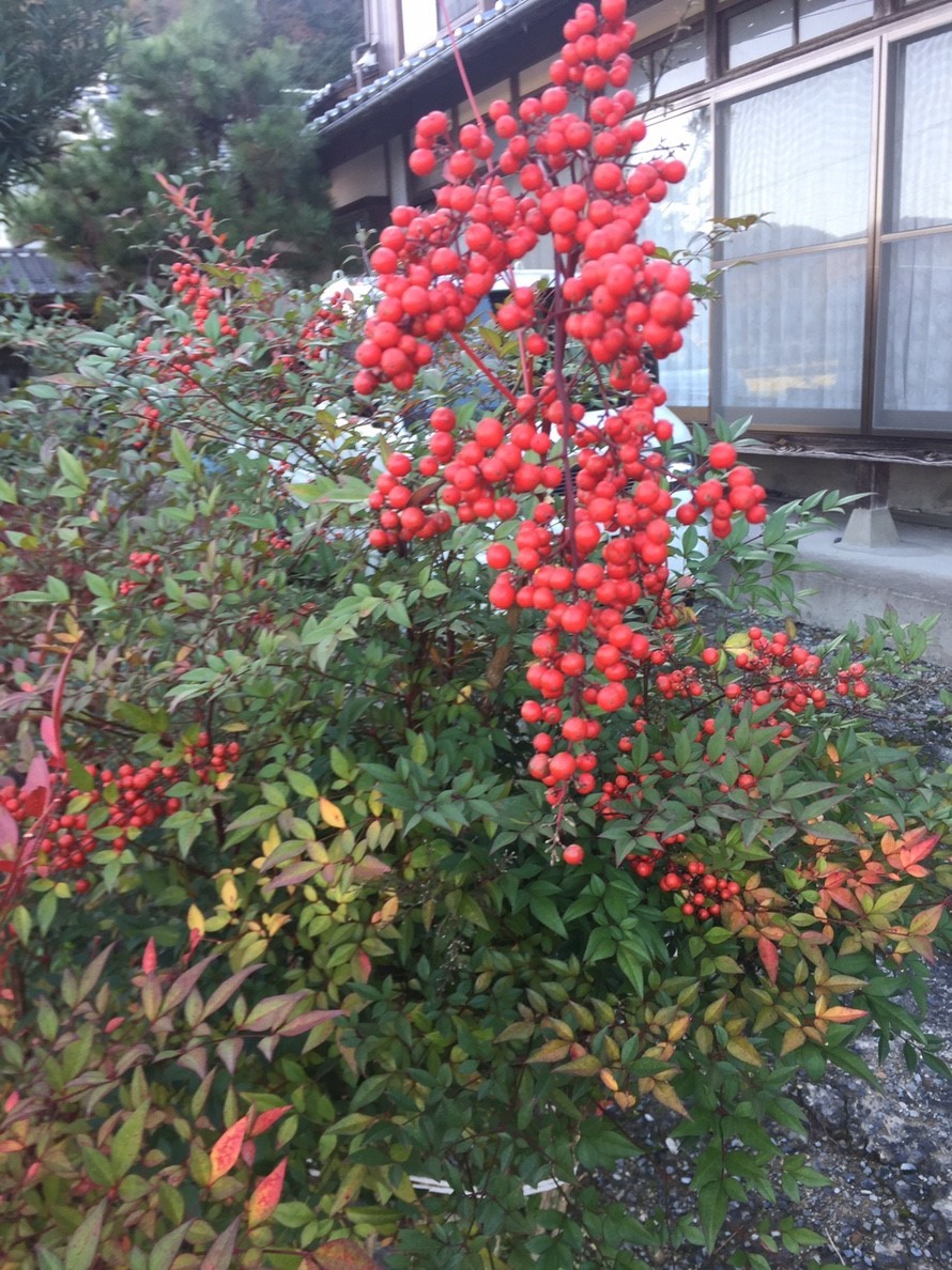 2018 Autumn 2_e0115904_17422123.jpg