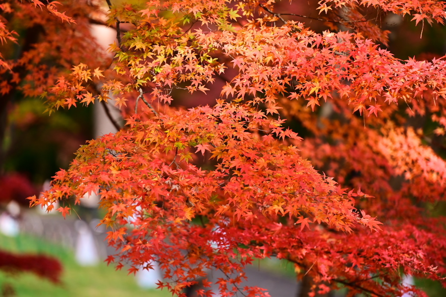 国営武蔵丘陵森林公園の紅葉2_a0263109_20542187.jpg