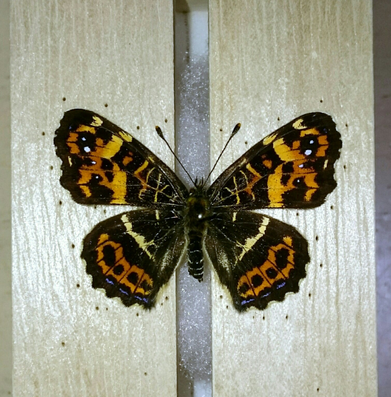 a0361610_13323344.jpg