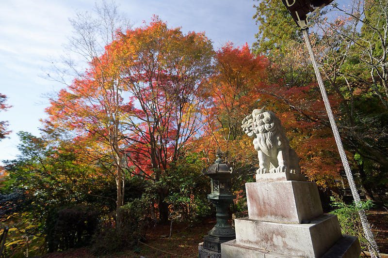 2018京都の紅葉・洛西 金蔵寺 其の二_f0032011_19403289.jpg
