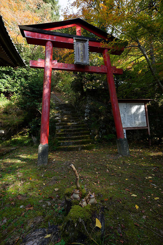 2018京都の紅葉・洛西 金蔵寺 其の二_f0032011_19403349.jpg