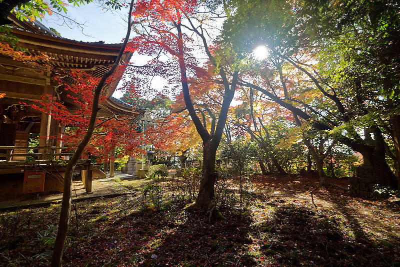 2018京都の紅葉・洛西 金蔵寺 其の二_f0032011_19403449.jpg
