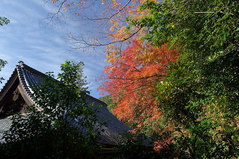 2018京都の紅葉・洛西 金蔵寺 其の二_f0032011_19403476.jpg