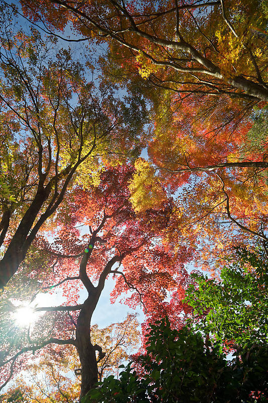 2018京都の紅葉・洛西 金蔵寺 其の二_f0032011_19403493.jpg