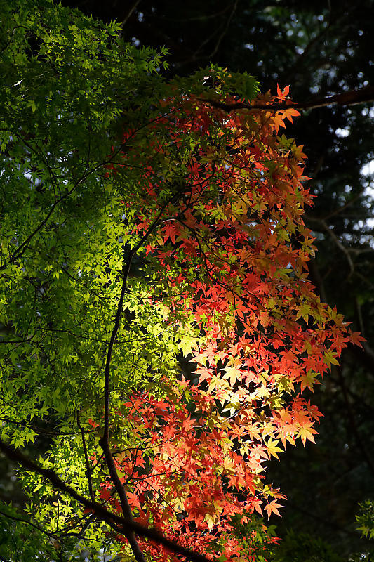 2018京都の紅葉・洛西 金蔵寺 其の二_f0032011_19434148.jpg