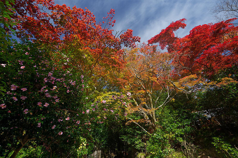 2018京都の紅葉・洛西 金蔵寺 其の二_f0032011_19434213.jpg